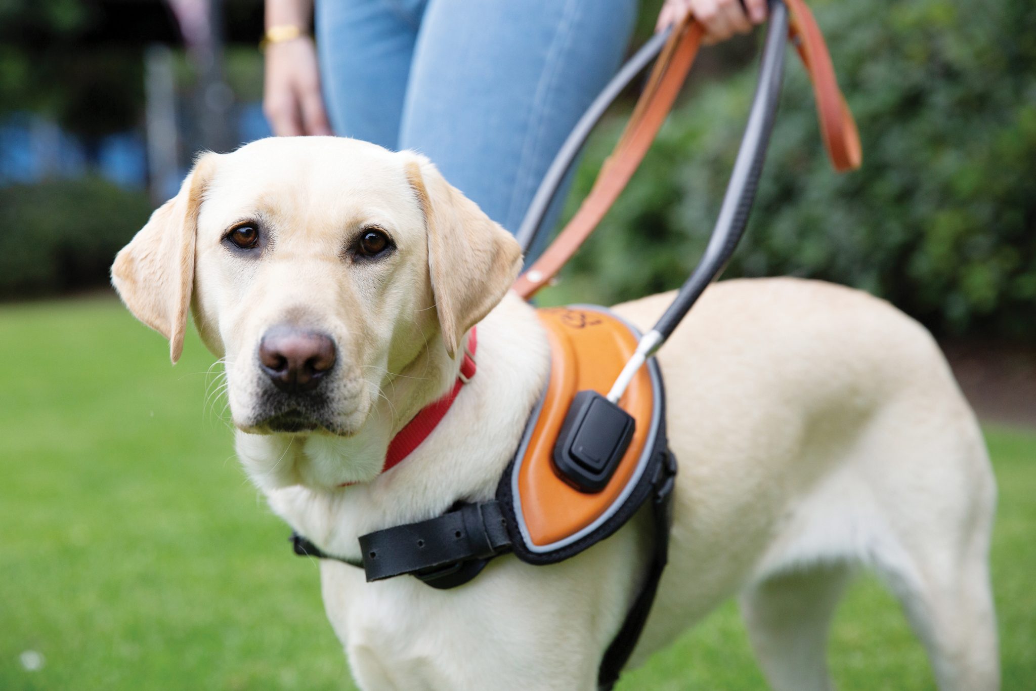 Case study: Guide Dogs Queensland - Strategic Grants